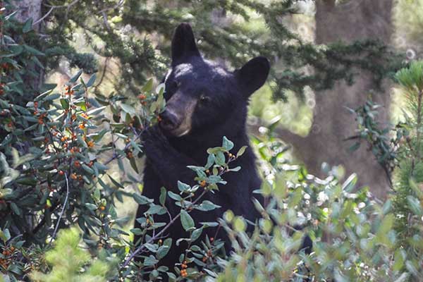 meeting friends in canadian woods
